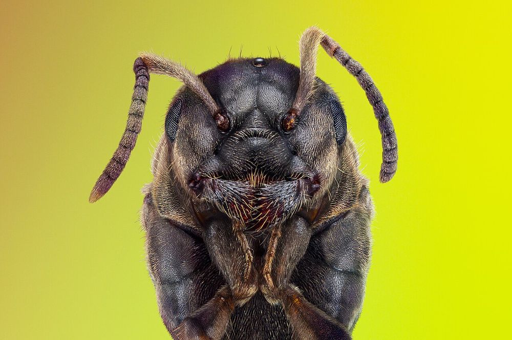Close-up photo of an ant, front on