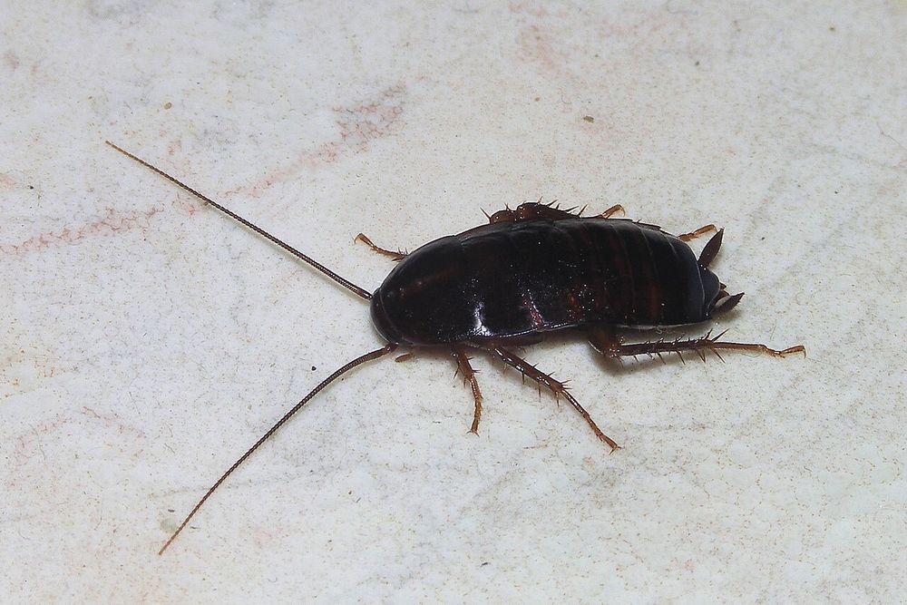 Close-up photo of a cockroach on a surface