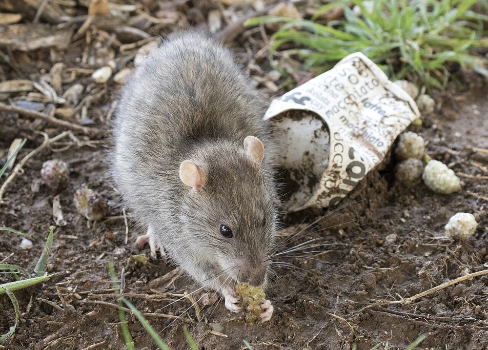 Photo of a brown rat